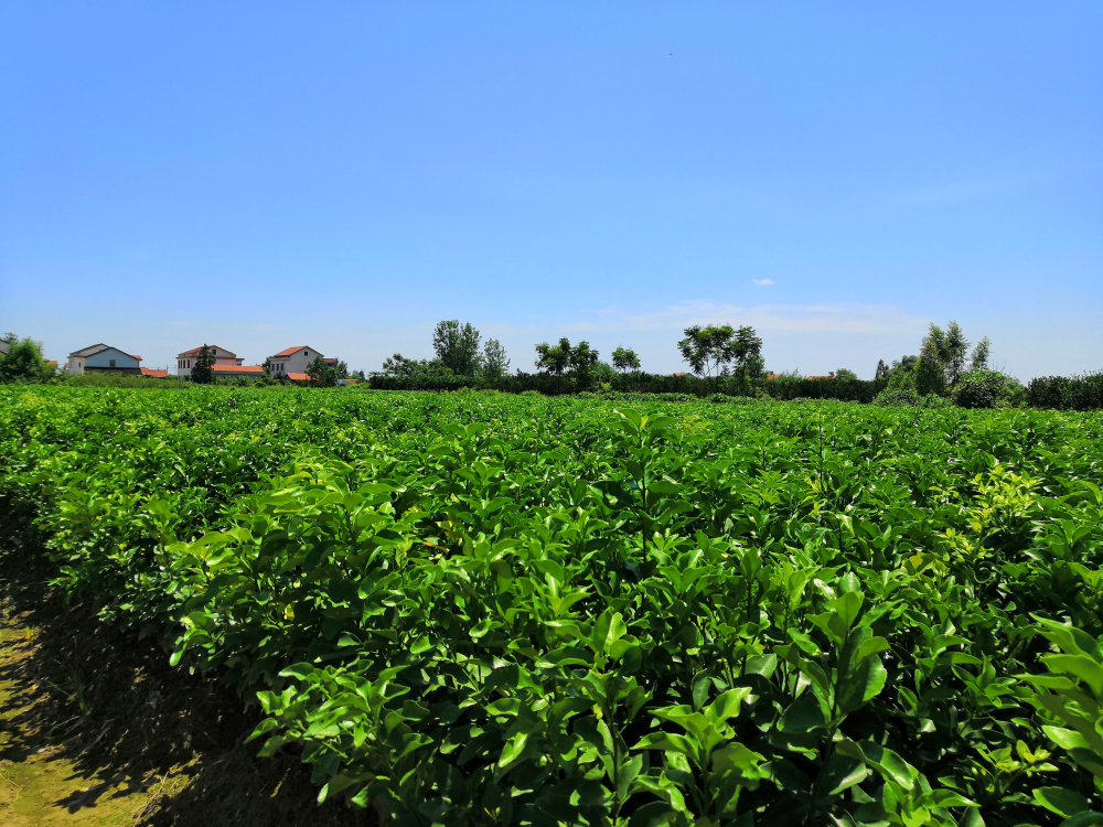 因為專注，所以專業(yè)