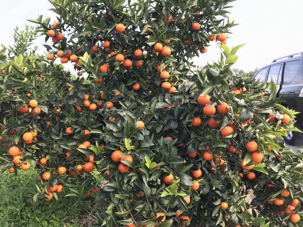 柑桔優(yōu)質(zhì)高產(chǎn)栽培技術(shù)