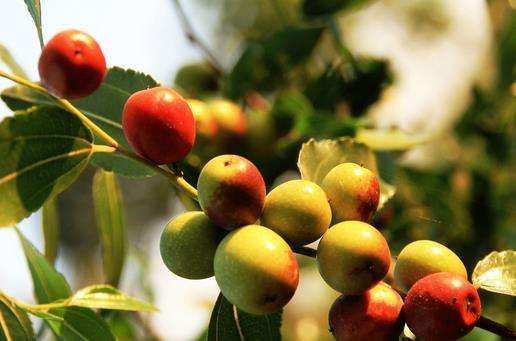 棗樹常用農藥的使用方法介紹