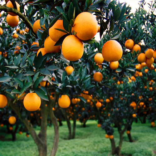 果樹春季追肥如何避免肥害