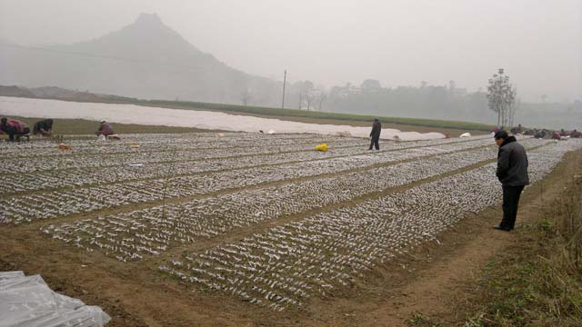 如何成功經(jīng)營(yíng)好水果產(chǎn)業(yè)？