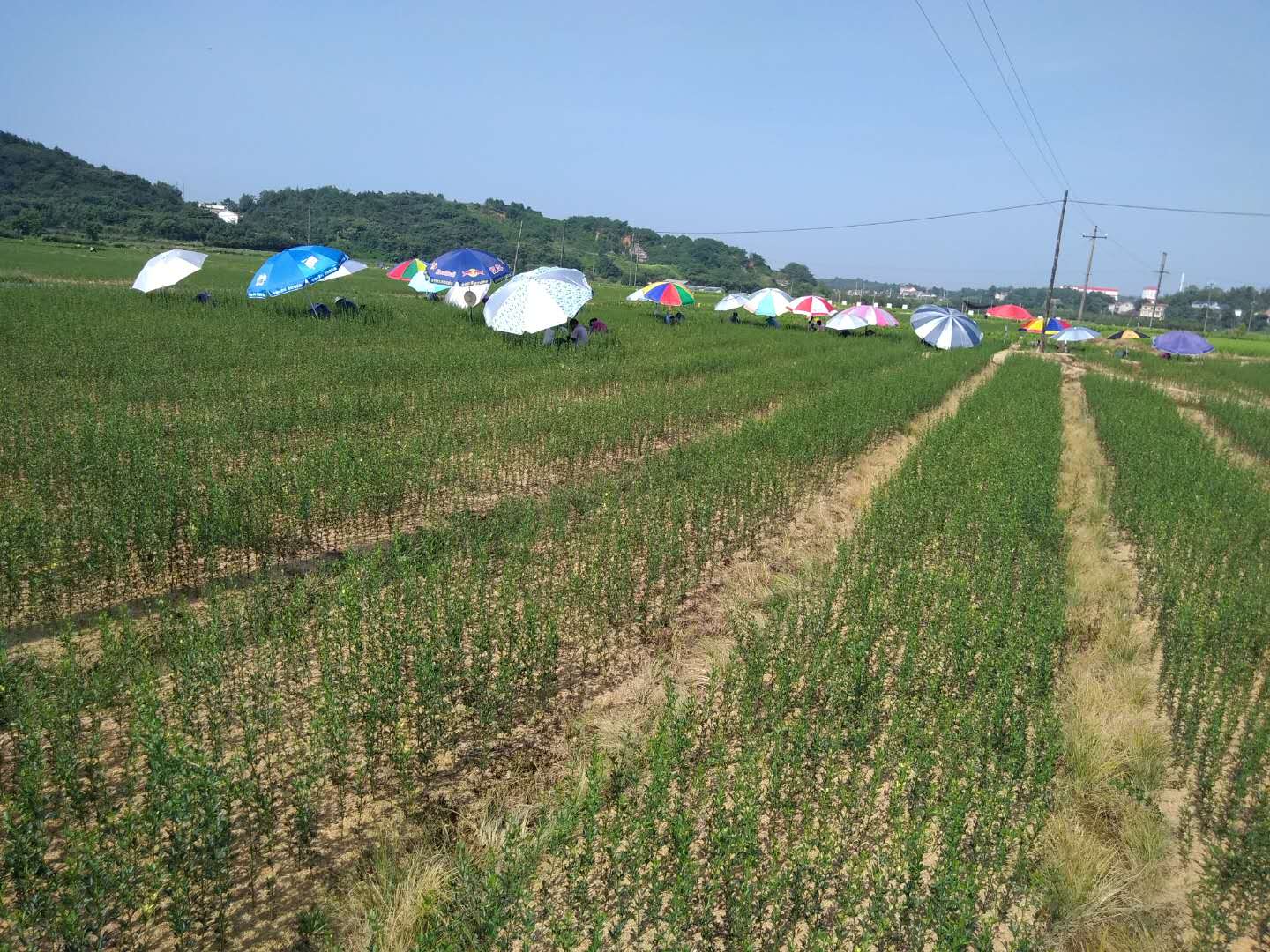 民間資本轉向農業，成為投資新趨勢