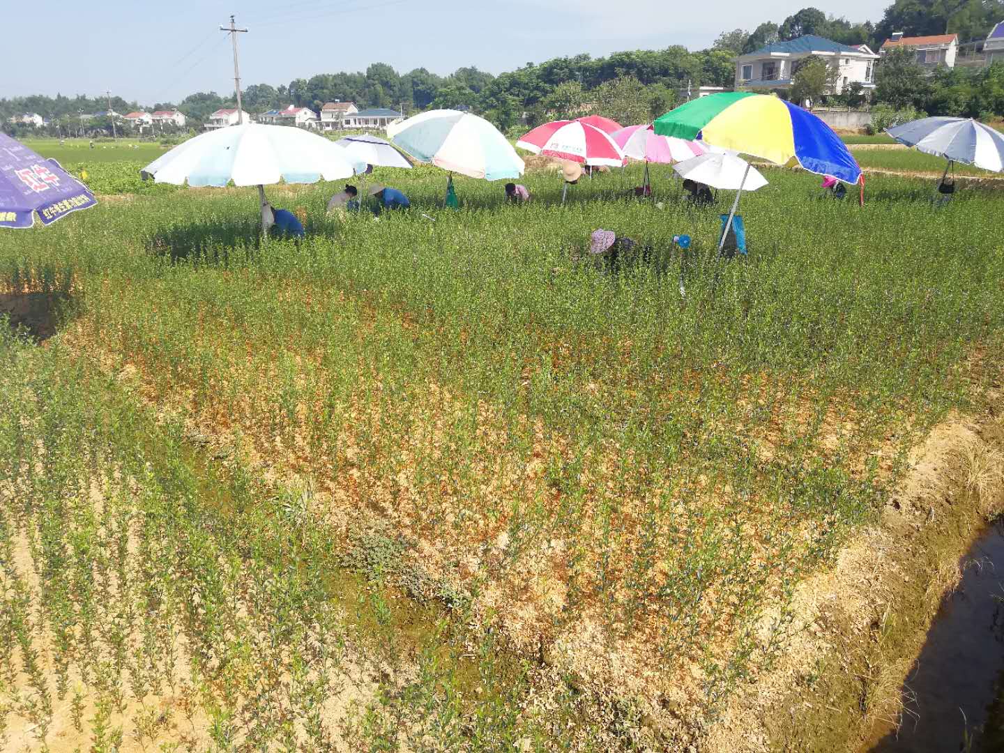 考生放棄本科讀?？?觀光農業專業悄然走紅