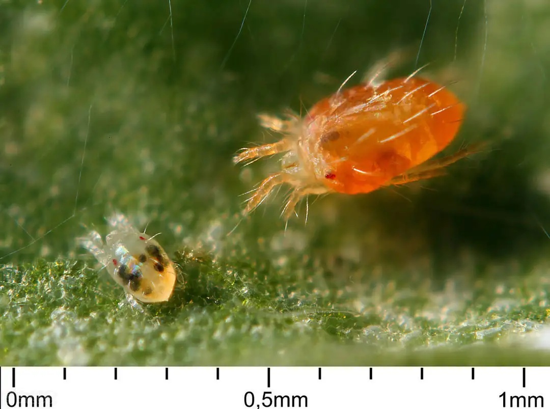 柑橘紅蜘蛛介紹及其綜合防治管理