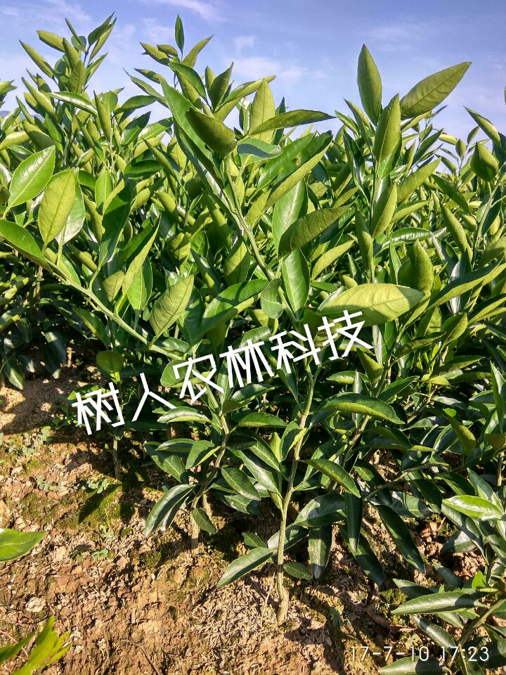 湖南樹人農林科技有限公司,湖南柑橘品種銷售,中國果樹網,常綠果樹類哪里好