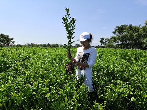 彩色油菜花的研究與開發(fā)推廣
