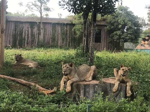 彩色油菜花的研究與開發(fā)推廣