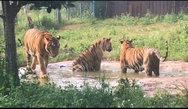 彩色油菜花的研究與開發(fā)推廣
