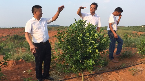 彩色油菜花的研究與開發(fā)推廣