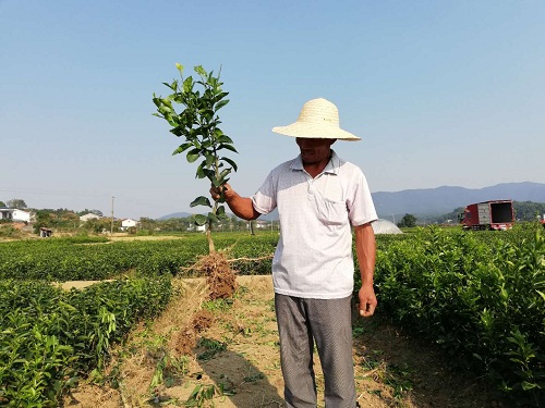 彩色油菜花的研究與開發推廣