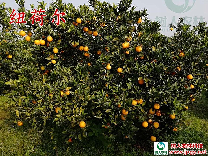 湖南樹人農林科技有限公司,湖南柑橘品種銷售,中國果樹網,常綠果樹類哪里好