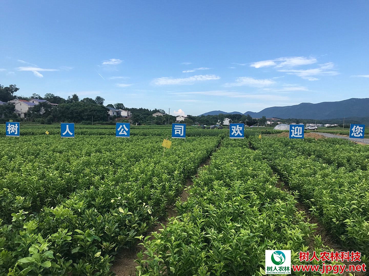 湖南樹人農林科技有限公司,湖南柑橘品種銷售,中國果樹網,常綠果樹類哪里好