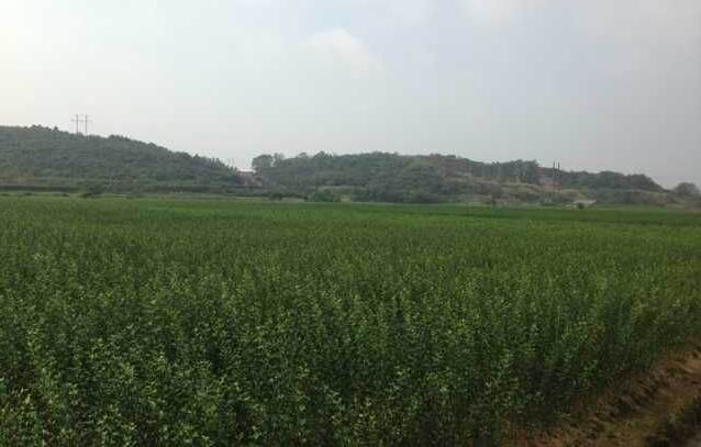 湖南樹人農(nóng)林科技有限公司,湖南柑橘品種銷售,中國果樹網(wǎng),常綠果樹類哪里好