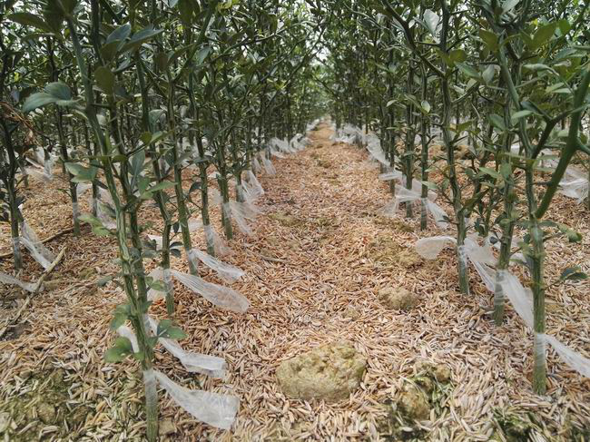 湖南樹人農(nóng)林科技有限公司,湖南柑橘品種銷售,中國果樹網(wǎng),常綠果樹類哪里好