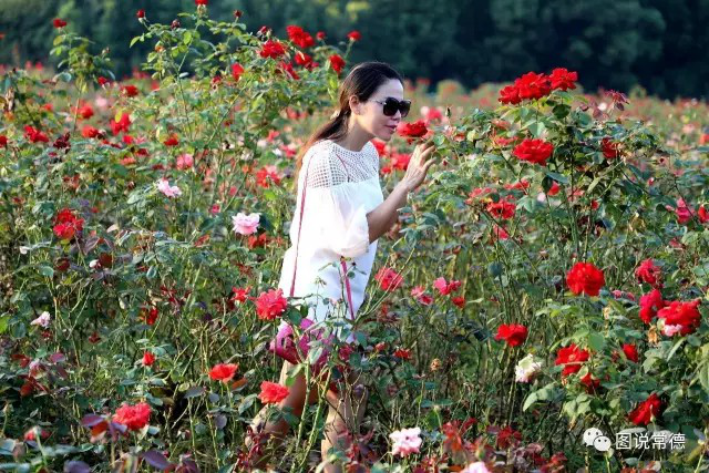 湖南樹人農林科技有限公司,湖南柑橘品種銷售,中國果樹網,常綠果樹類哪里好