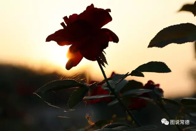 湖南樹人農林科技有限公司,湖南柑橘品種銷售,中國果樹網,常綠果樹類哪里好