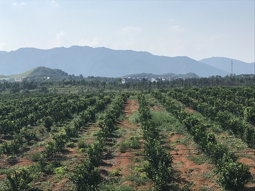 湖南樹人農(nóng)林科技有限公司,湖南柑橘品種銷售,中國果樹網(wǎng),常綠果樹類哪里好