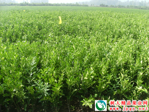 湖南樹人農(nóng)林科技有限公司,湖南柑橘品種銷售,中國(guó)果樹網(wǎng),常綠果樹類哪里好