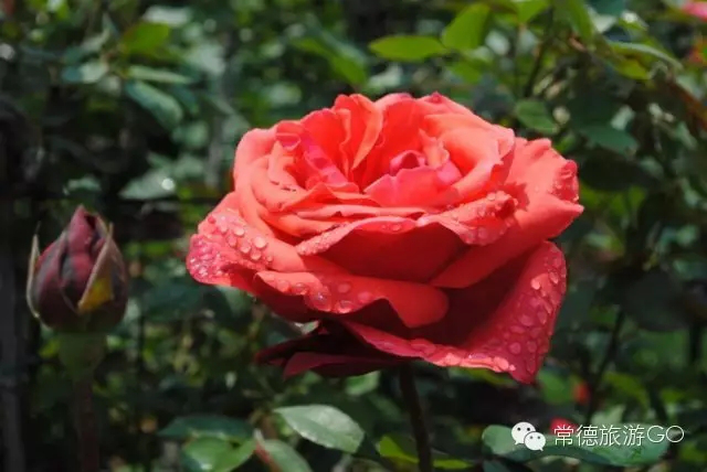 湖南樹人農林科技有限公司,湖南柑橘品種銷售,中國果樹網,常綠果樹類哪里好