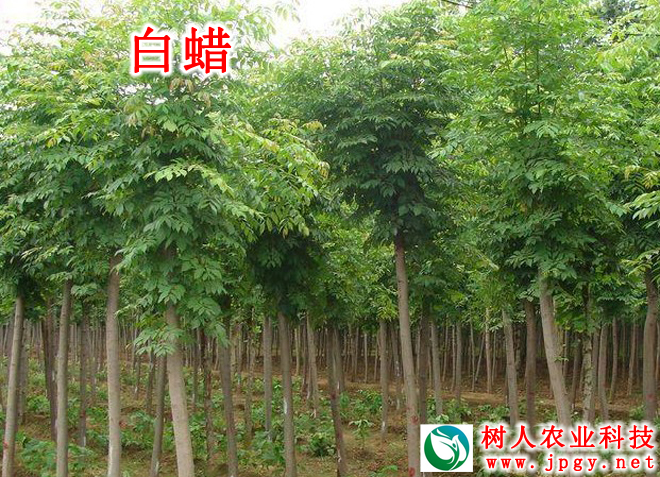 湖南樹人農林科技有限公司,湖南柑橘品種銷售,中國果樹網,常綠果樹類哪里好