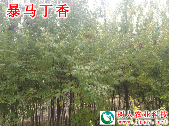 湖南樹人農(nóng)林科技有限公司,湖南柑橘品種銷售,中國果樹網(wǎng),常綠果樹類哪里好