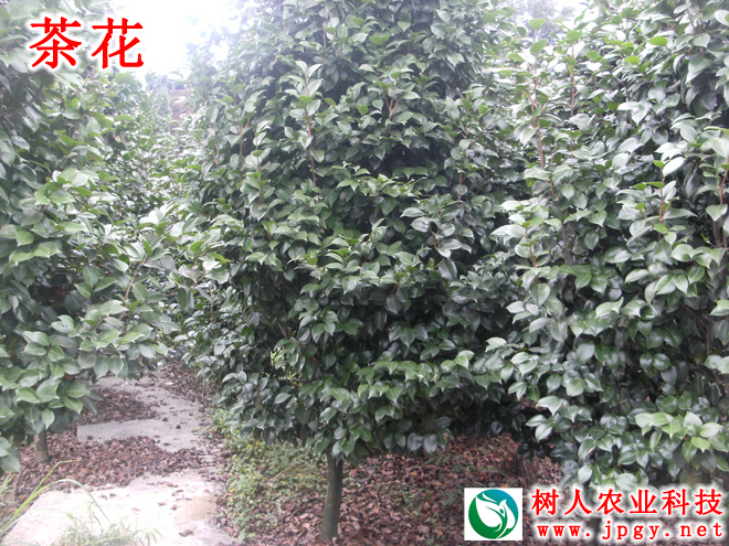 湖南樹人農林科技有限公司,湖南柑橘品種銷售,中國果樹網,常綠果樹類哪里好