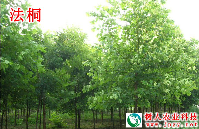 湖南樹(shù)人農(nóng)林科技有限公司,湖南柑橘品種銷(xiāo)售,中國(guó)果樹(shù)網(wǎng),常綠果樹(shù)類(lèi)哪里好