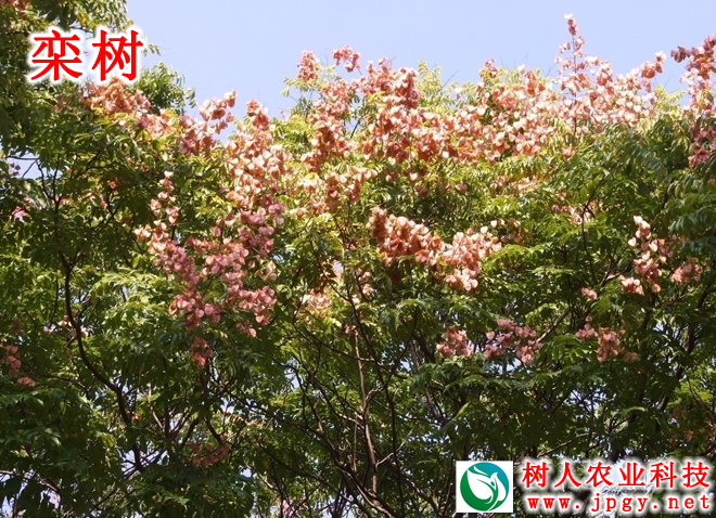 湖南樹人農林科技有限公司,湖南柑橘品種銷售,中國果樹網,常綠果樹類哪里好