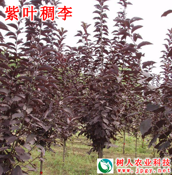 湖南樹人農(nóng)林科技有限公司,湖南柑橘品種銷售,中國(guó)果樹網(wǎng),常綠果樹類哪里好