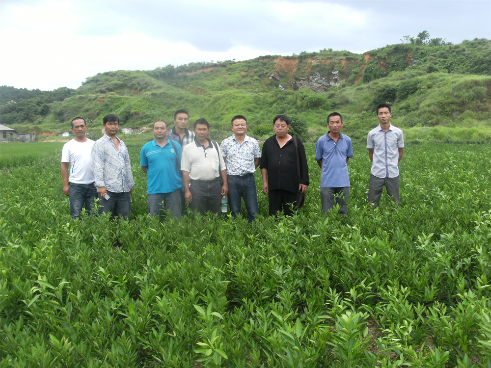 湖南樹人農林科技有限公司,湖南柑橘品種銷售,中國果樹網,常綠果樹類哪里好