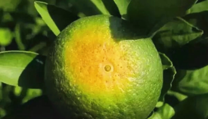 湖南樹人農(nóng)林科技有限公司,湖南柑橘品種銷售,中國果樹網(wǎng),常綠果樹類哪里好