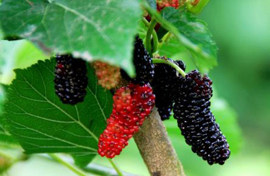 湖南樹人農林科技有限公司,湖南柑橘品種銷售,中國果樹網,常綠果樹類哪里好