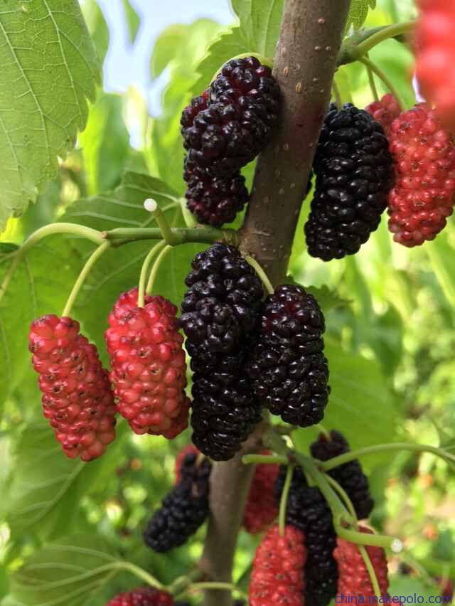 湖南樹人農林科技有限公司,湖南柑橘品種銷售,中國果樹網,常綠果樹類哪里好