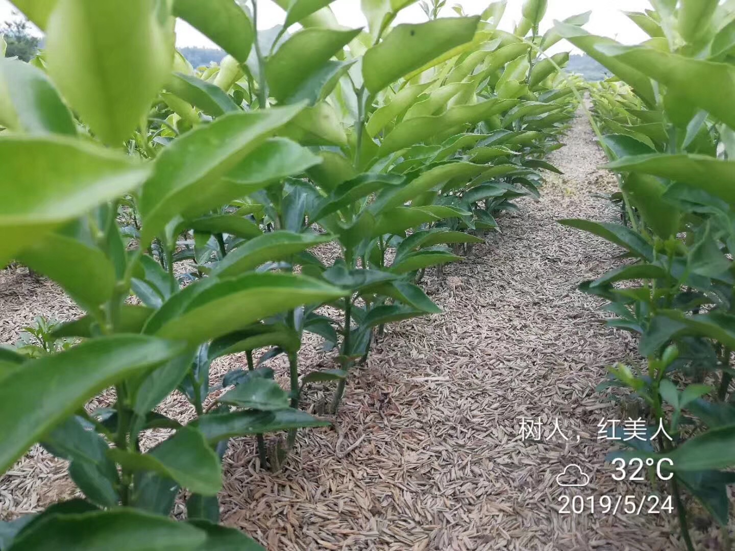 湖南樹人農林科技有限公司,湖南柑橘品種銷售,中國果樹網,常綠果樹類哪里好