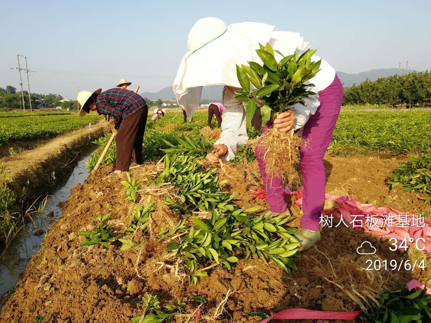 湖南樹人農林科技有限公司,湖南柑橘品種銷售,中國果樹網,常綠果樹類哪里好