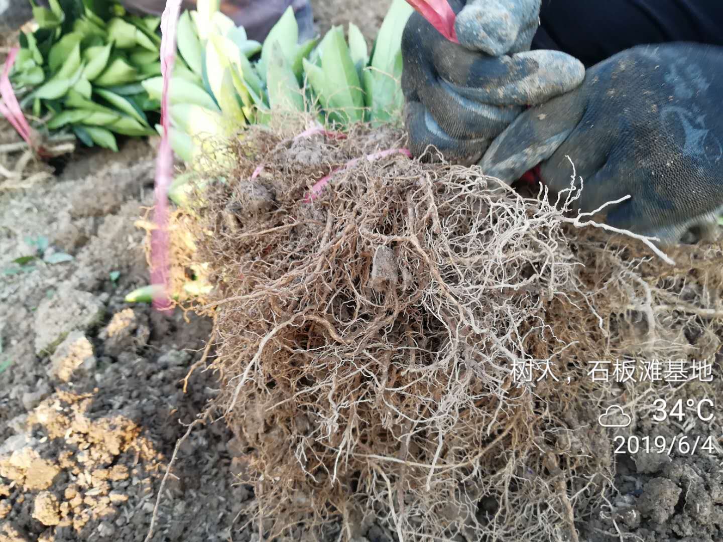 湖南樹人農林科技有限公司,湖南柑橘品種銷售,中國果樹網,常綠果樹類哪里好