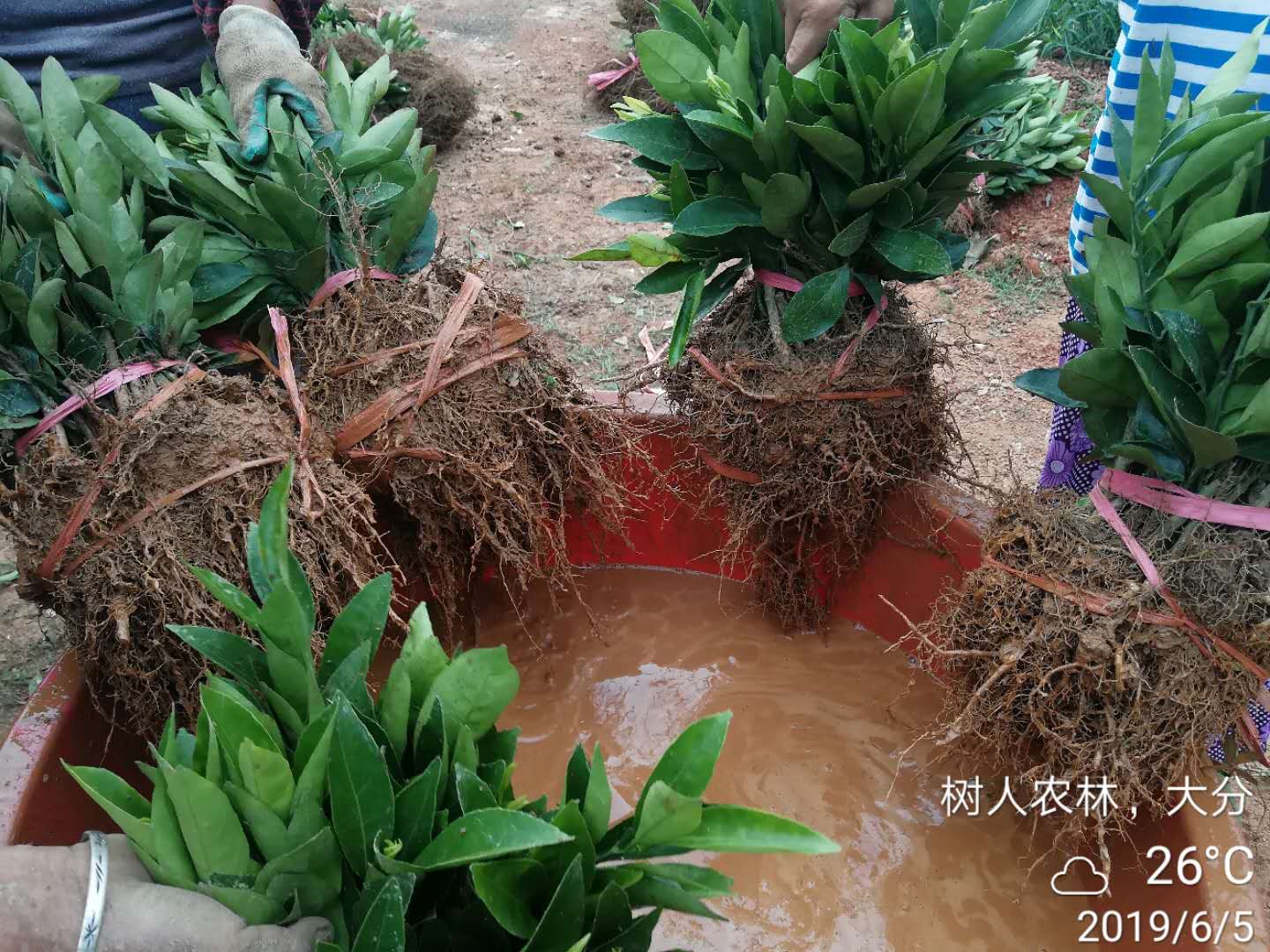 湖南樹人農林科技有限公司,湖南柑橘品種銷售,中國果樹網,常綠果樹類哪里好