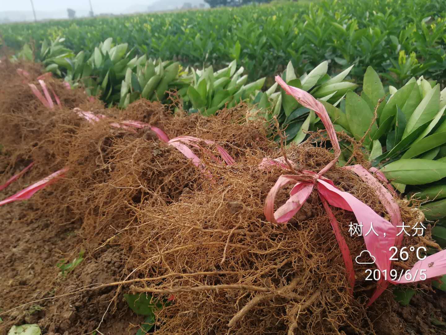 湖南樹人農林科技有限公司,湖南柑橘品種銷售,中國果樹網,常綠果樹類哪里好