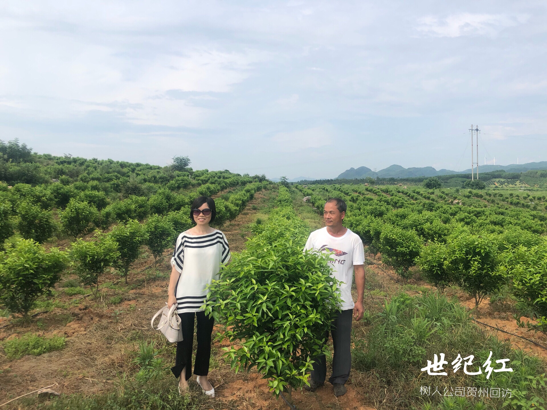 湖南樹人農林科技有限公司,湖南柑橘品種銷售,中國果樹網,常綠果樹類哪里好