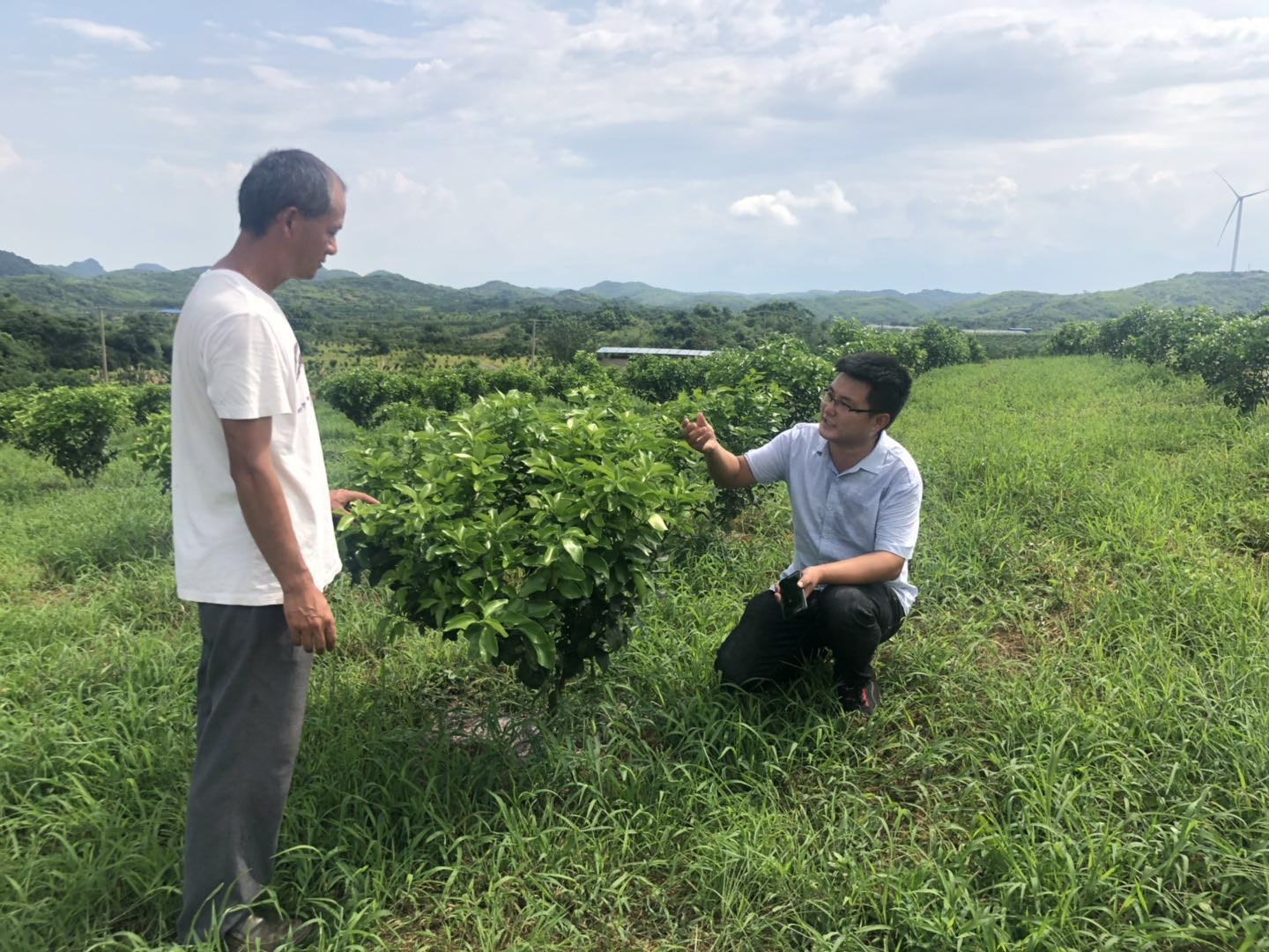 湖南樹人農林科技有限公司,湖南柑橘品種銷售,中國果樹網,常綠果樹類哪里好