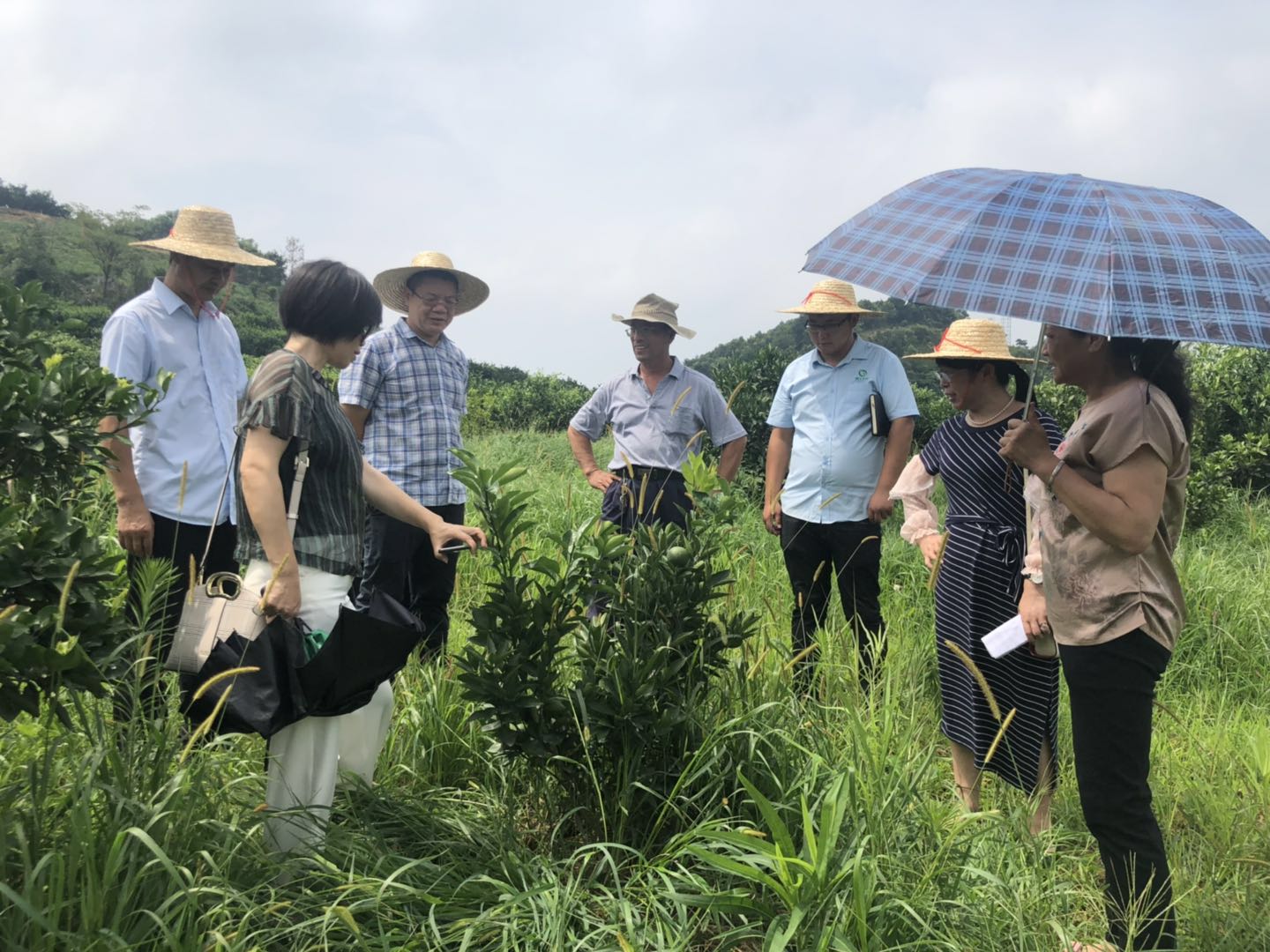 湖南樹人農林科技有限公司,湖南柑橘品種銷售,中國果樹網,常綠果樹類哪里好 湖南樹人農林科技有限公司,湖南柑橘品種銷售,中國果樹網,常綠果樹類哪里好