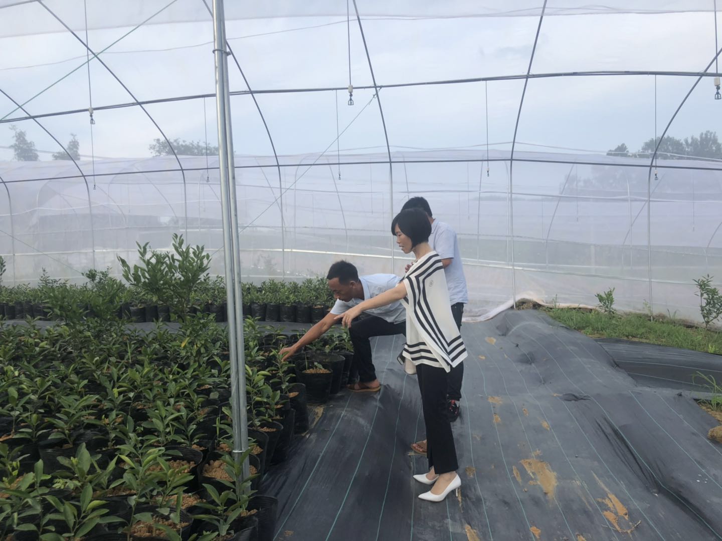 湖南樹人農林科技有限公司,湖南柑橘品種銷售,中國果樹網,常綠果樹類哪里好 湖南樹人農林科技有限公司,湖南柑橘品種銷售,中國果樹網,常綠果樹類哪里好