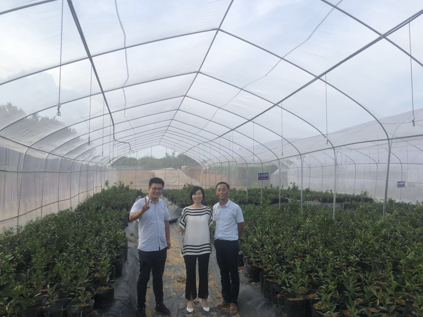 湖南樹人農林科技有限公司,湖南柑橘品種銷售,中國果樹網,常綠果樹類哪里好 湖南樹人農林科技有限公司,湖南柑橘品種銷售,中國果樹網,常綠果樹類哪里好