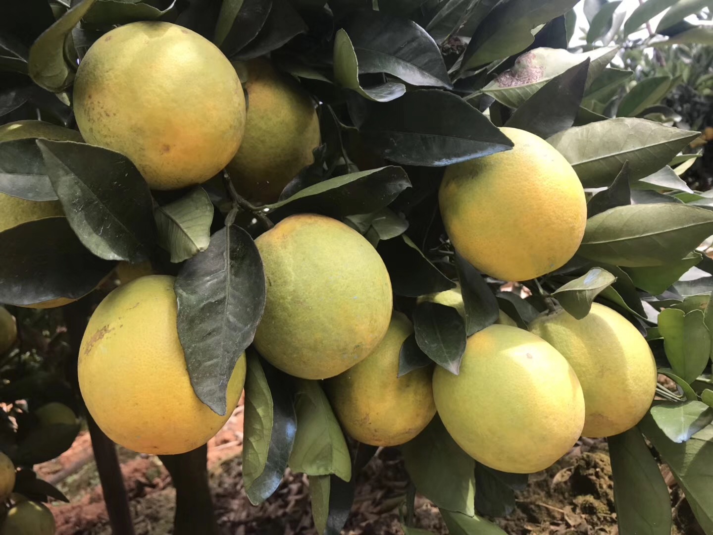 湖南樹人農(nóng)林科技有限公司,湖南柑橘品種銷售,中國果樹網(wǎng),常綠果樹類哪里好 湖南樹人農(nóng)林科技有限公司,湖南柑橘品種銷售,中國果樹網(wǎng),常綠果樹類哪里好