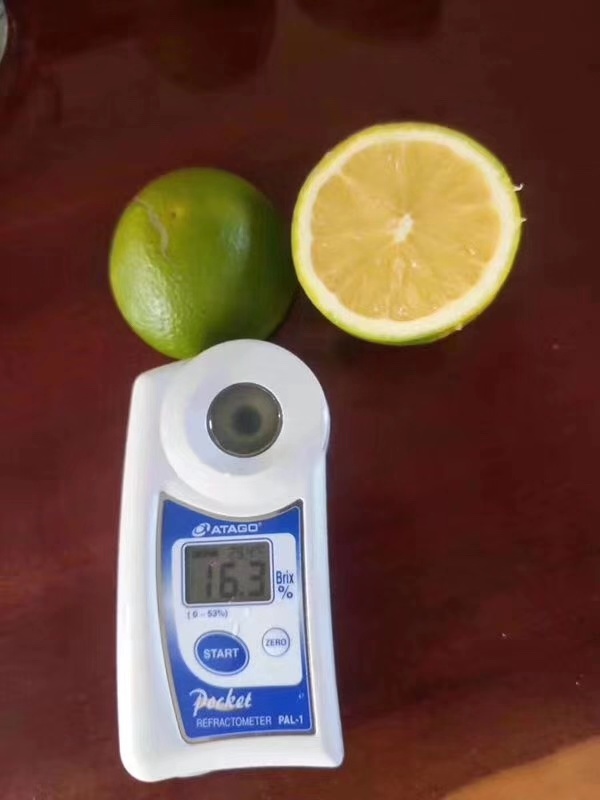 湖南樹人農(nóng)林科技有限公司,湖南柑橘品種銷售,中國果樹網(wǎng),常綠果樹類哪里好