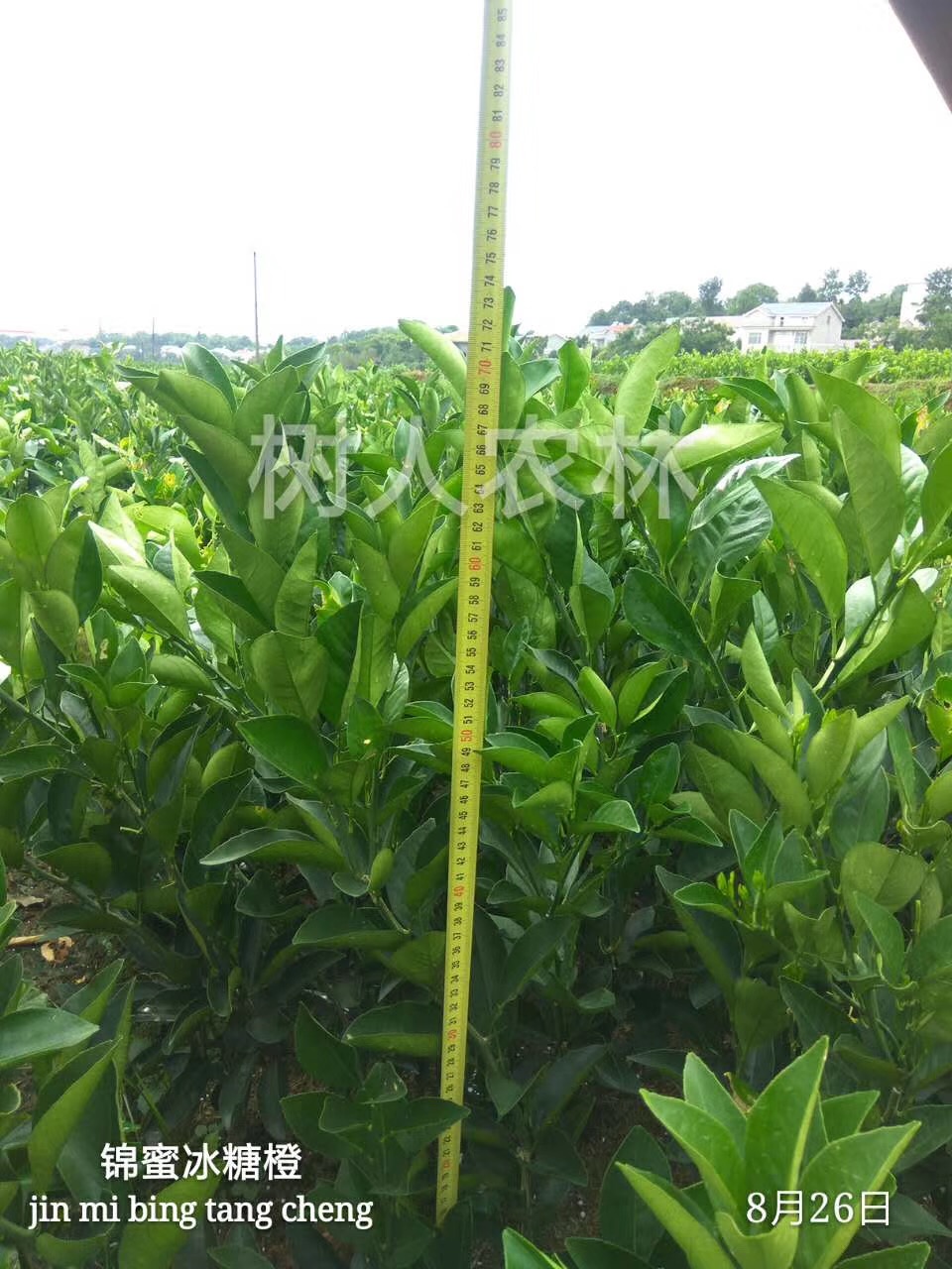 湖南樹人農(nóng)林科技有限公司,湖南柑橘品種銷售,中國果樹網(wǎng),常綠果樹類哪里好