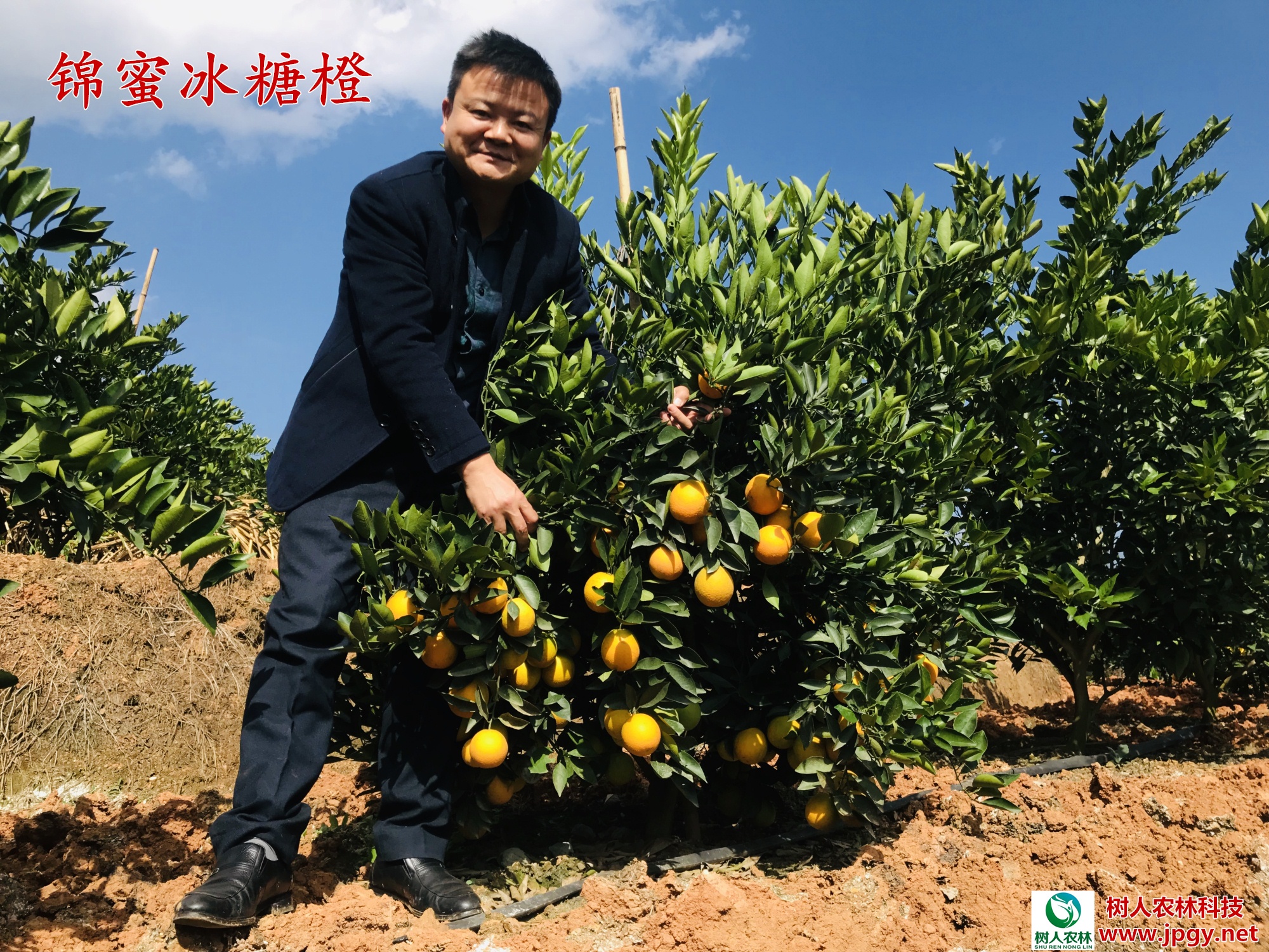 湖南樹人農(nóng)林科技有限公司,湖南柑橘品種銷售,中國果樹網(wǎng),常綠果樹類哪里好