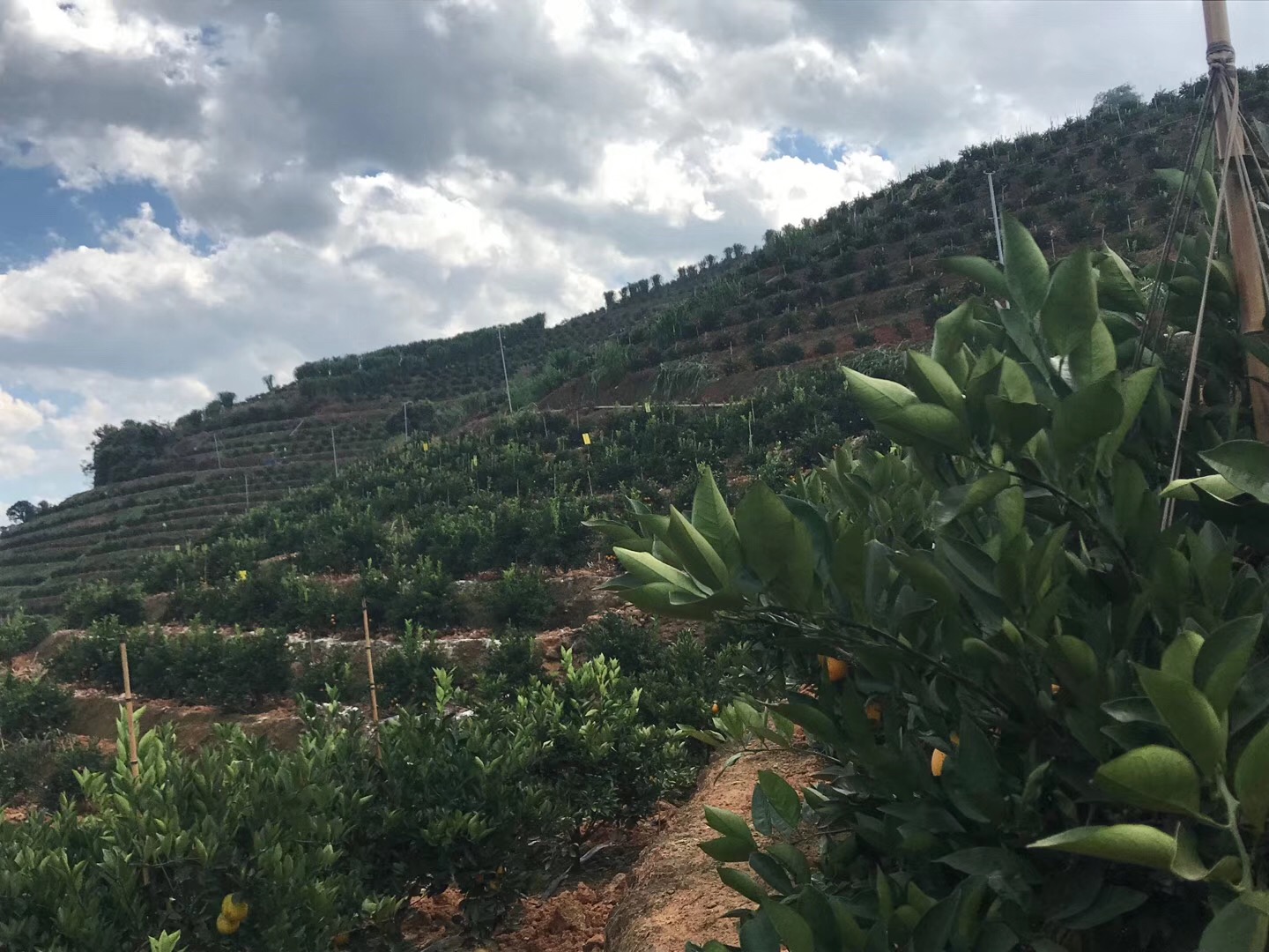 湖南樹人農(nóng)林科技有限公司,湖南柑橘品種銷售,中國果樹網(wǎng),常綠果樹類哪里好