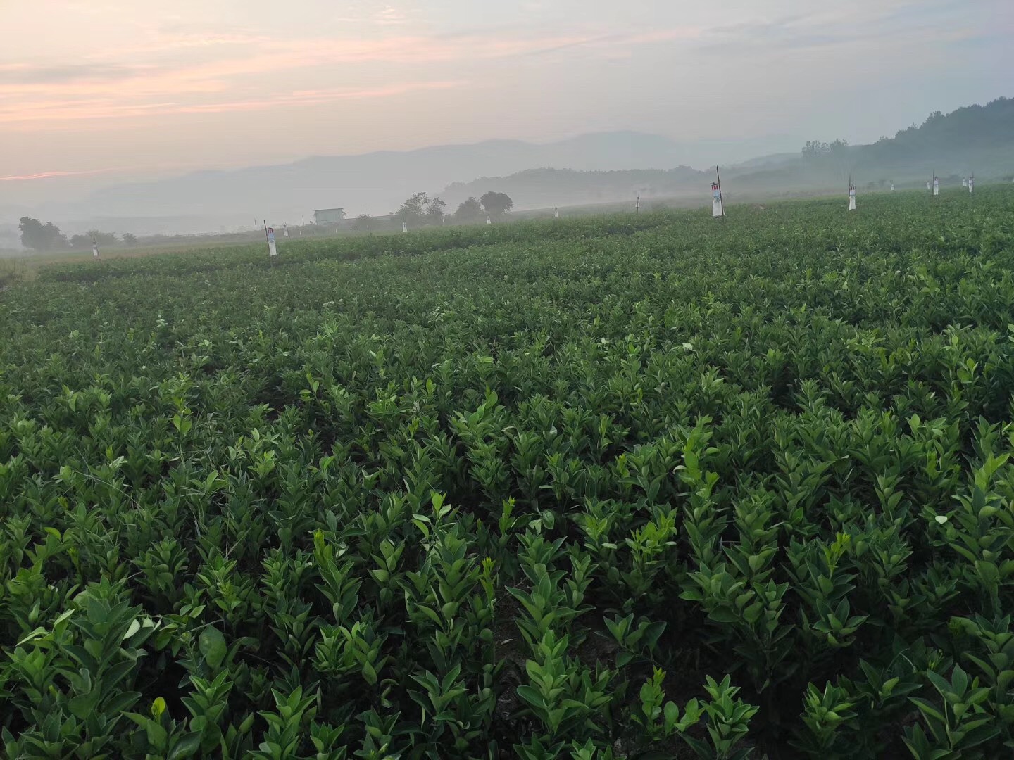 湖南樹人農(nóng)林科技有限公司,湖南柑橘品種銷售,中國果樹網(wǎng),常綠果樹類哪里好