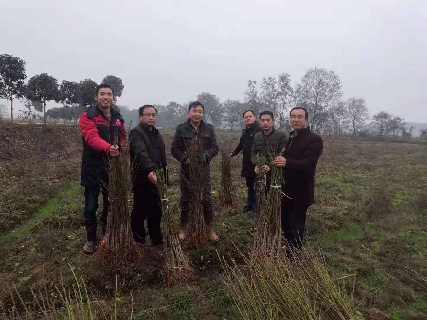 湖南樹人農林科技有限公司,湖南柑橘品種銷售,中國果樹網,常綠果樹類哪里好